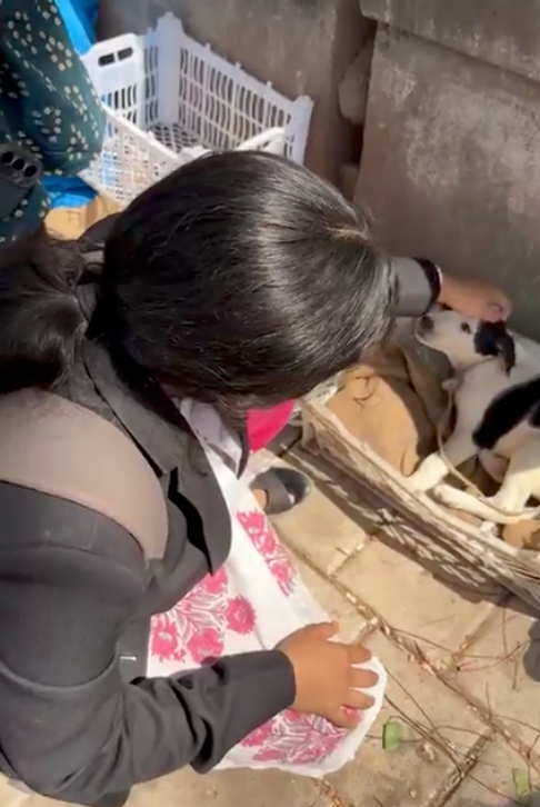 Caring for animals