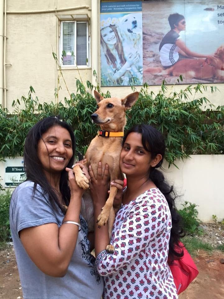 Rescued dog rehomed with a loving family